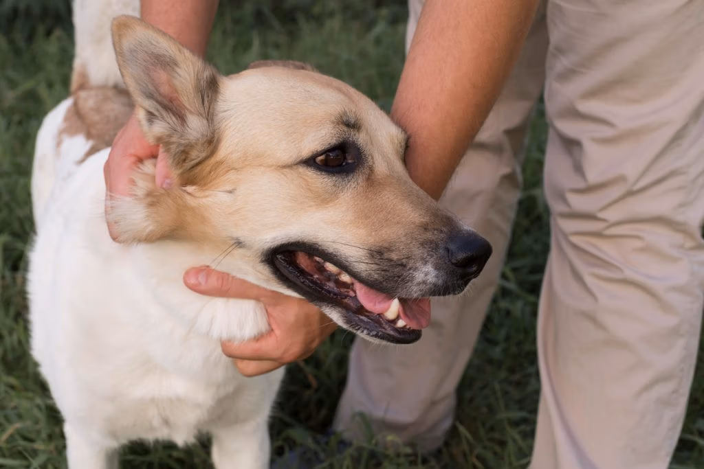 Dog Bite Injury