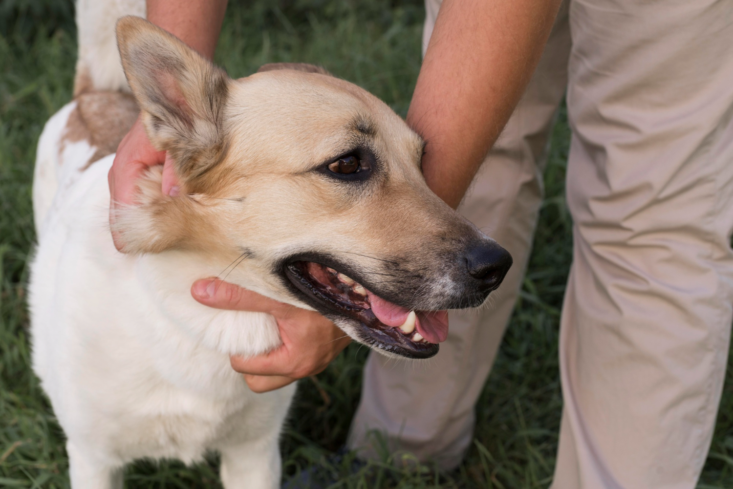 Dog Bite Injury