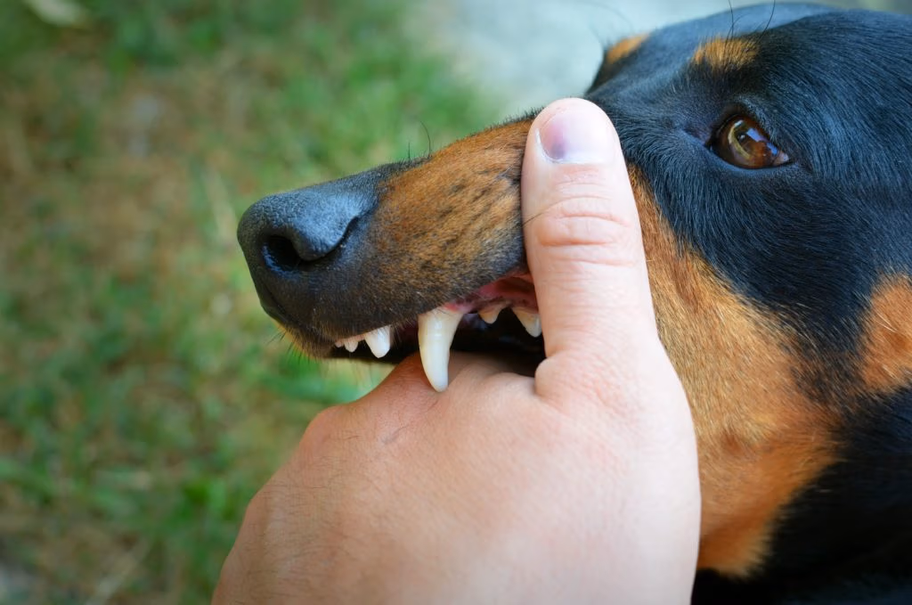 Dog Bite Cause Permanent Scarring